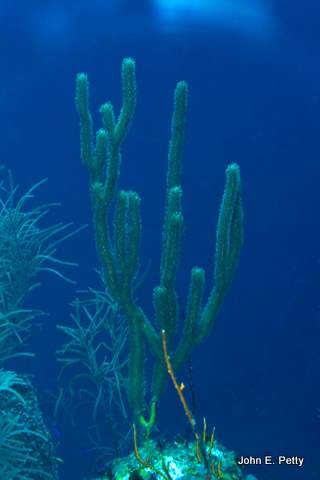 Slit-Pore Sea Rods