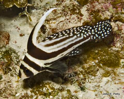 Spotted Drum