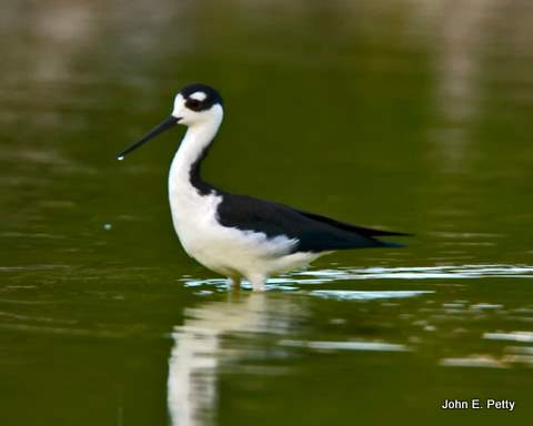 Black-necked Stilt.jpg