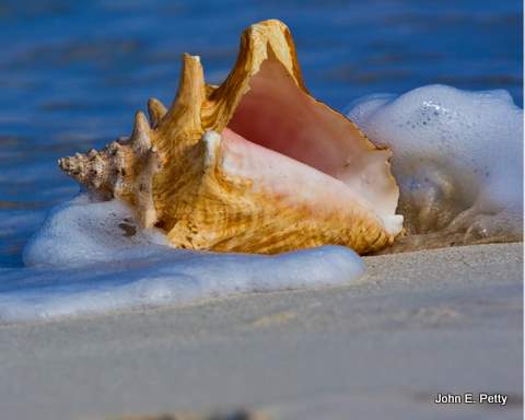 Edwards Conch