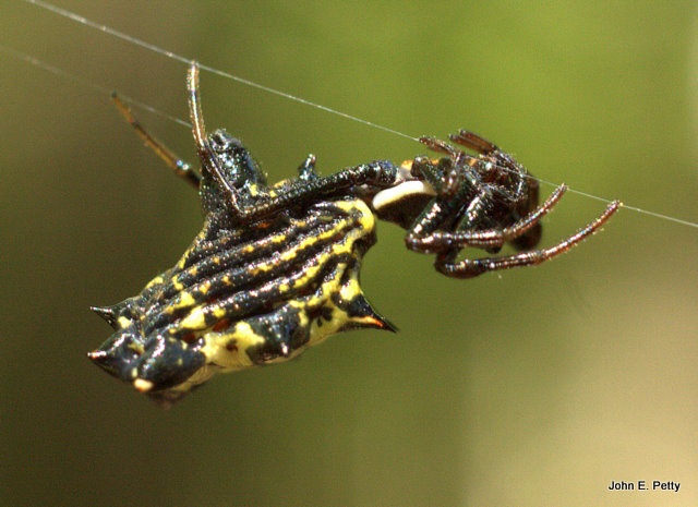 Spinybacked Orbweaver, Gasteracantha cancriformis_1843.jpg