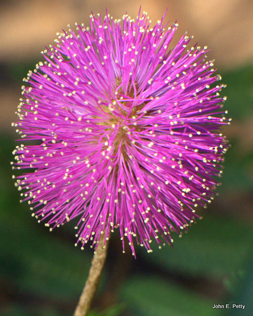 Sensitive plant_1772.jpg