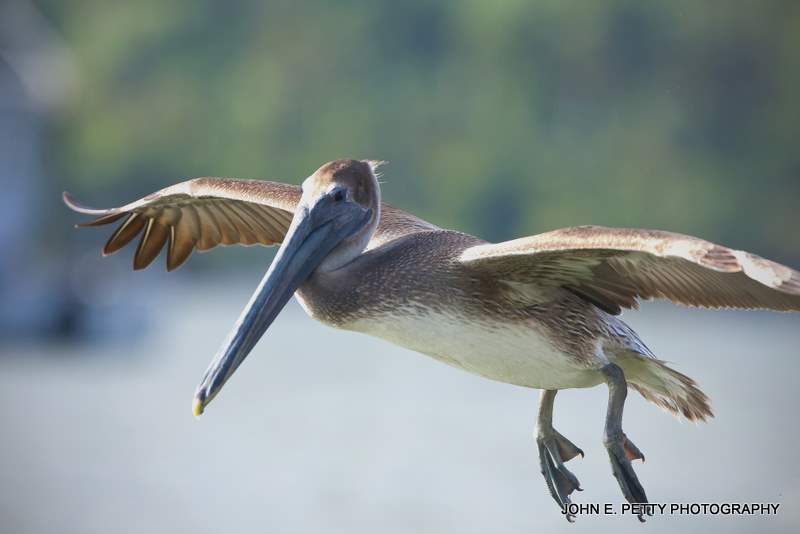 Bn. Pelican 110317_3408.jpg
