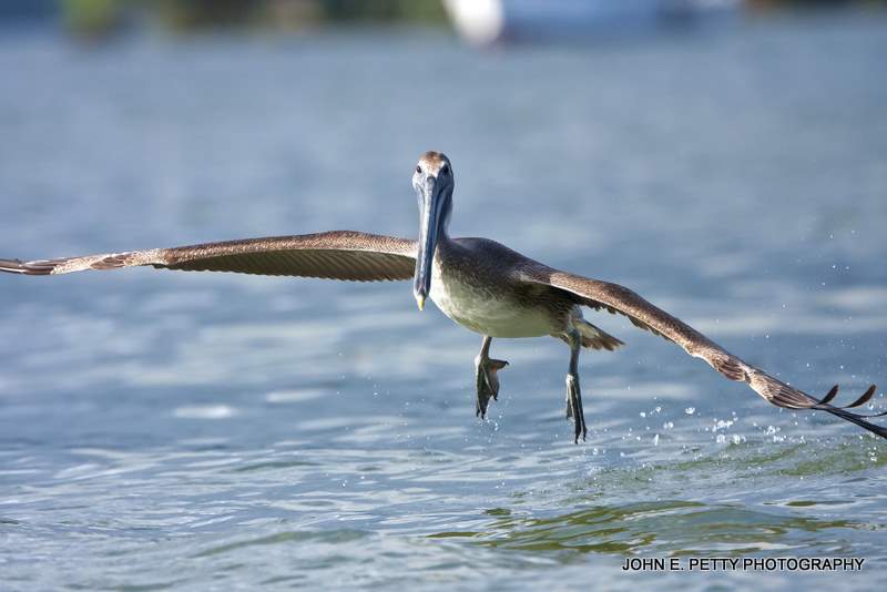 Pelican takeoff 110317_3403.jpg