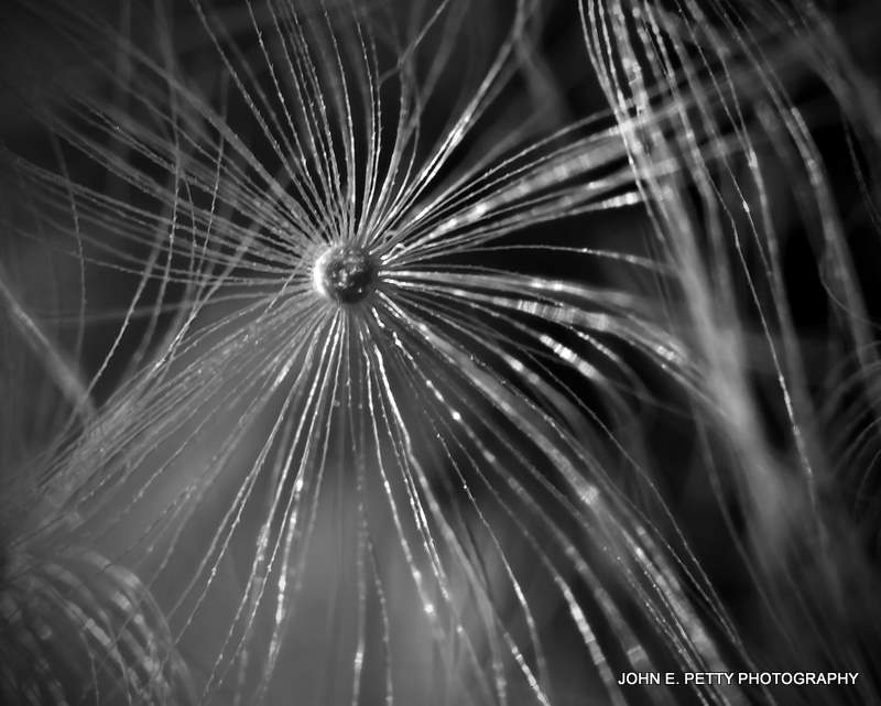 Dandelion 110324_3642.jpg