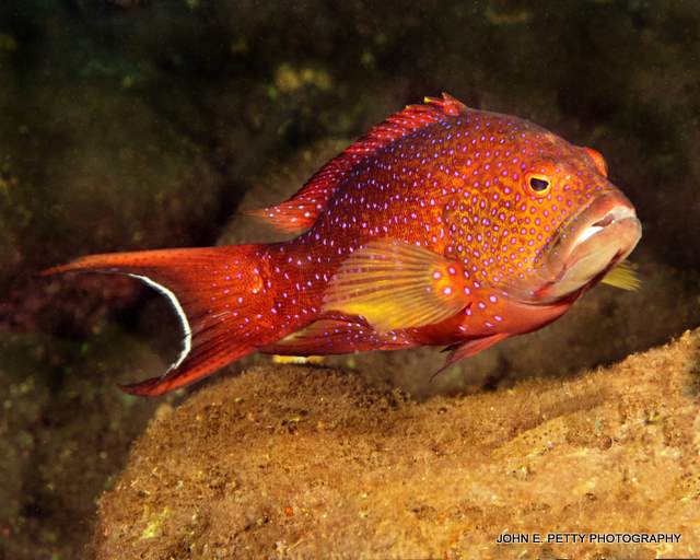 Lunar Grouper PS IMG_6426.jpg
