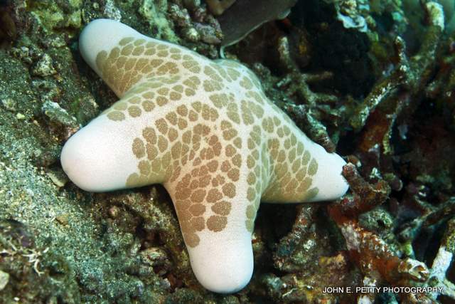 Oreasteridae Starfish IMG_6621.jpg