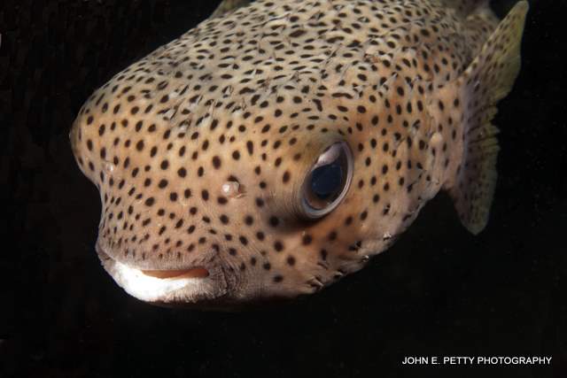 Porcupinefish IMG_6827.jpg