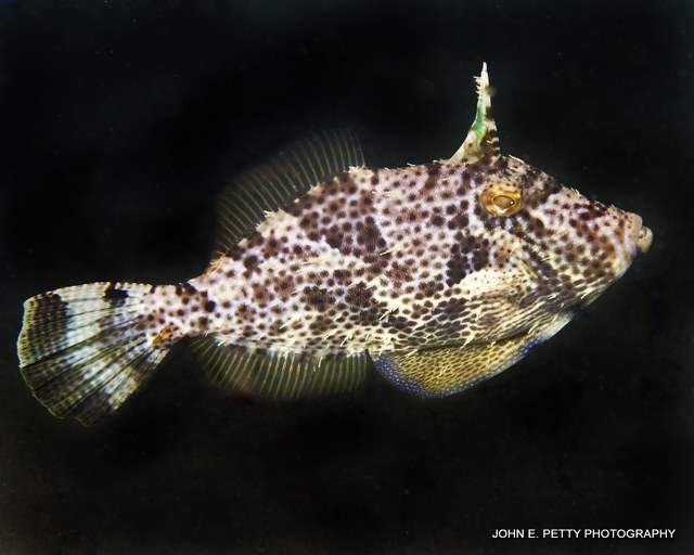 Filefish IMG_6819.jpg