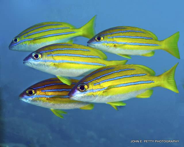 Bluestripe Snapper IMG_7461.jpg