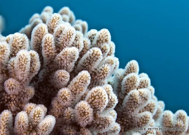 Coral w blueIMG_7078.jpg