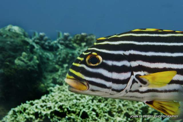 Oriental Sweetlips headshot IMG_7434.jpg