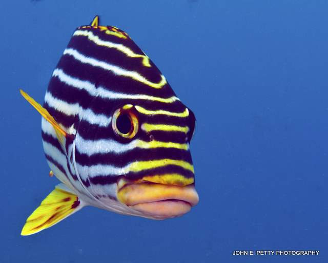 Oriental Sweetlips IMG_7435.jpg