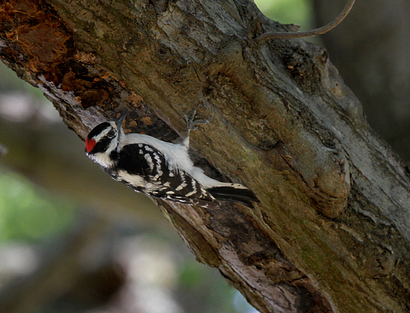 Downy Woodpecker Cedar Creek Lake