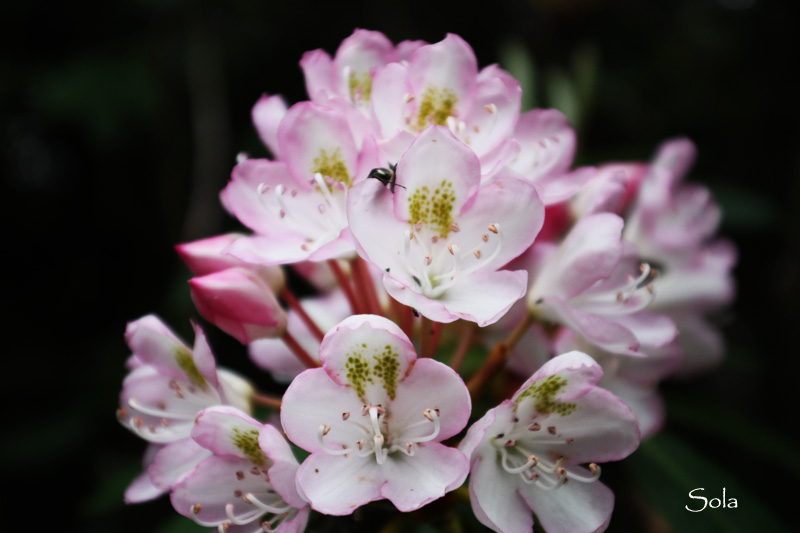 Pink Oleander