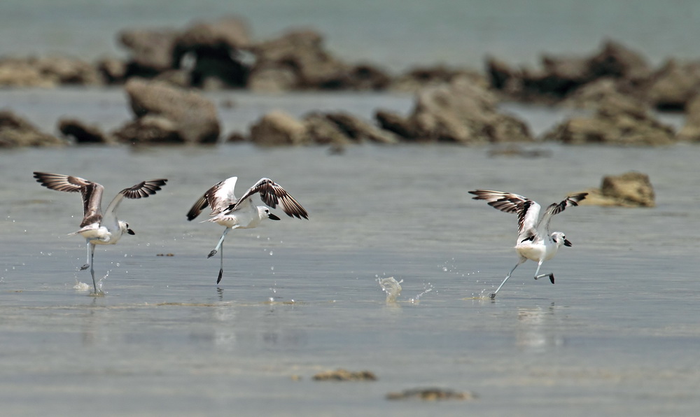 Crab Plover