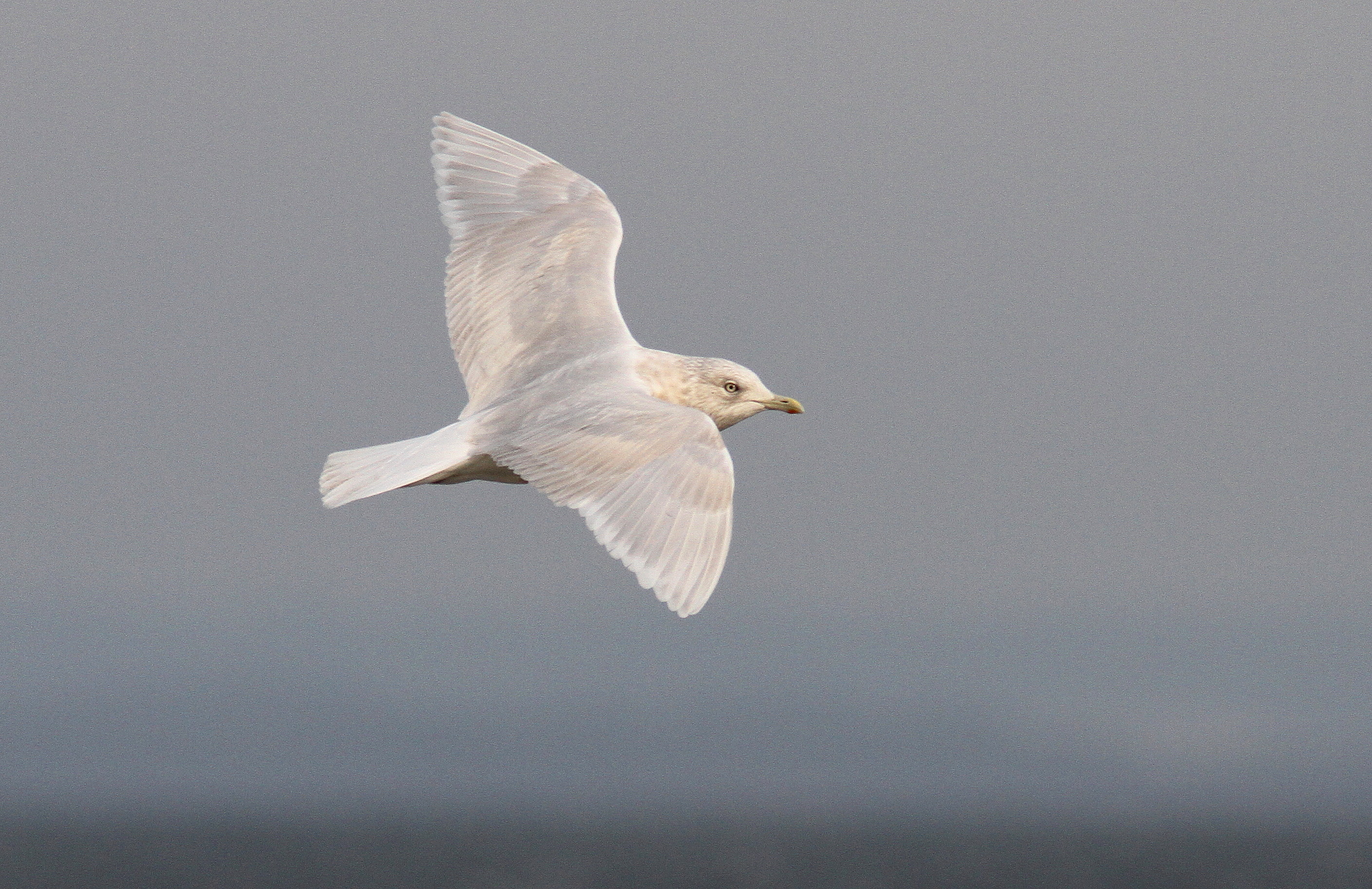 Vitvingad trut - Iceland Gull (Larus glaucoides) 