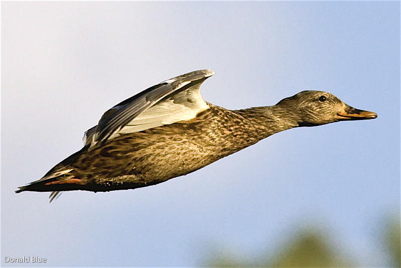 mallard hen flying 3.jpg