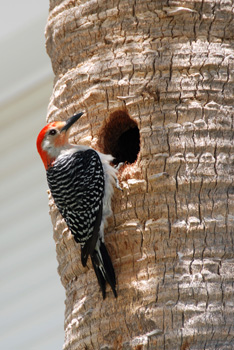 Red Bellied Woodpecker