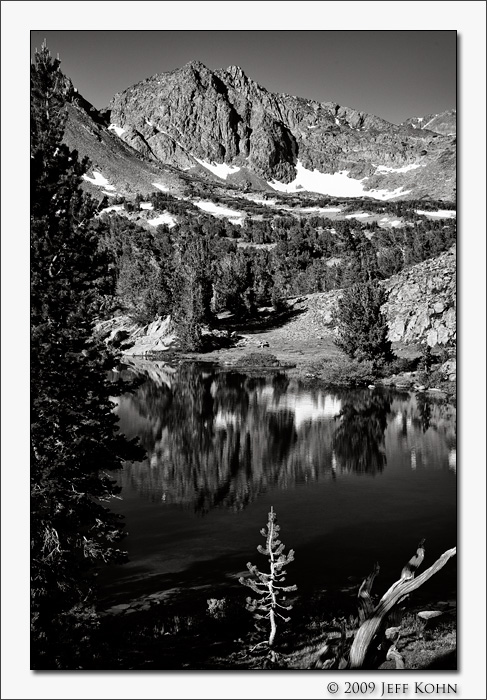 Pine Sapling, Frog Lakes