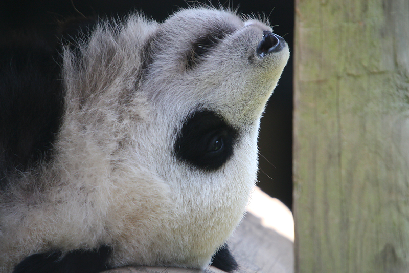 Mei Lan