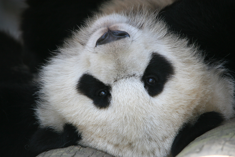 Mei Lan
