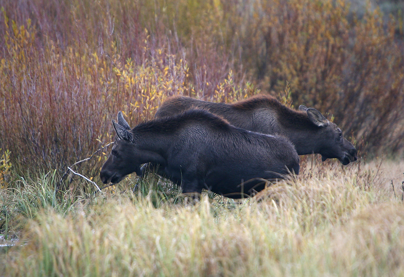 Moose twins