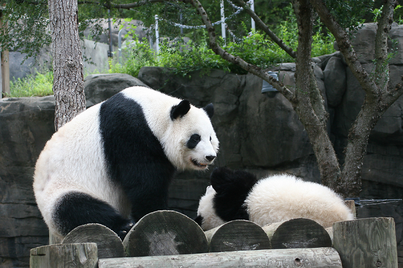 Lun Lun waking up Mei lan