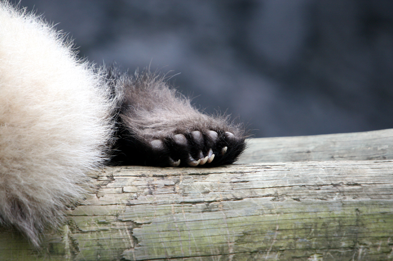 Fuzzy feet