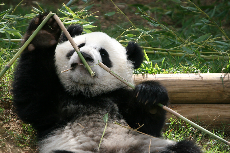 Mei Lan