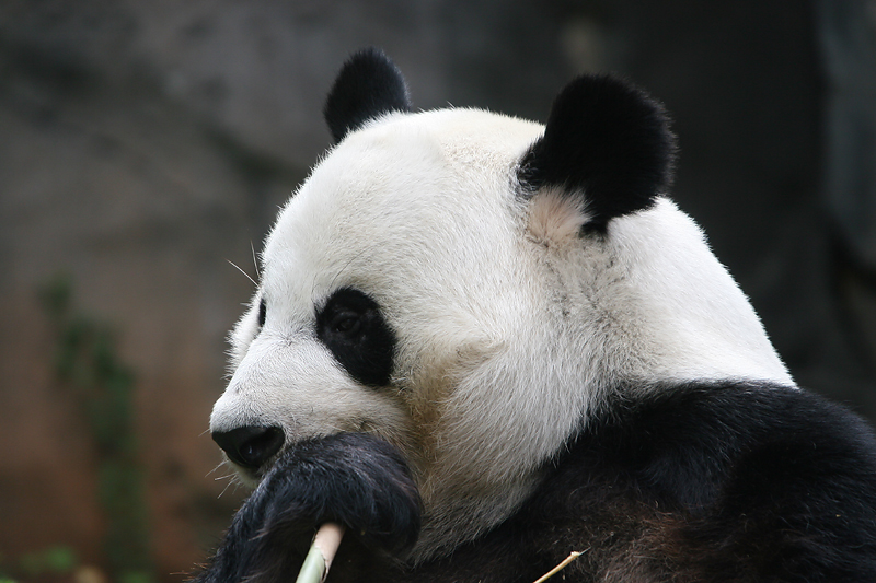 Yang Yang