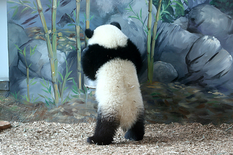 Mei Lan drinking water