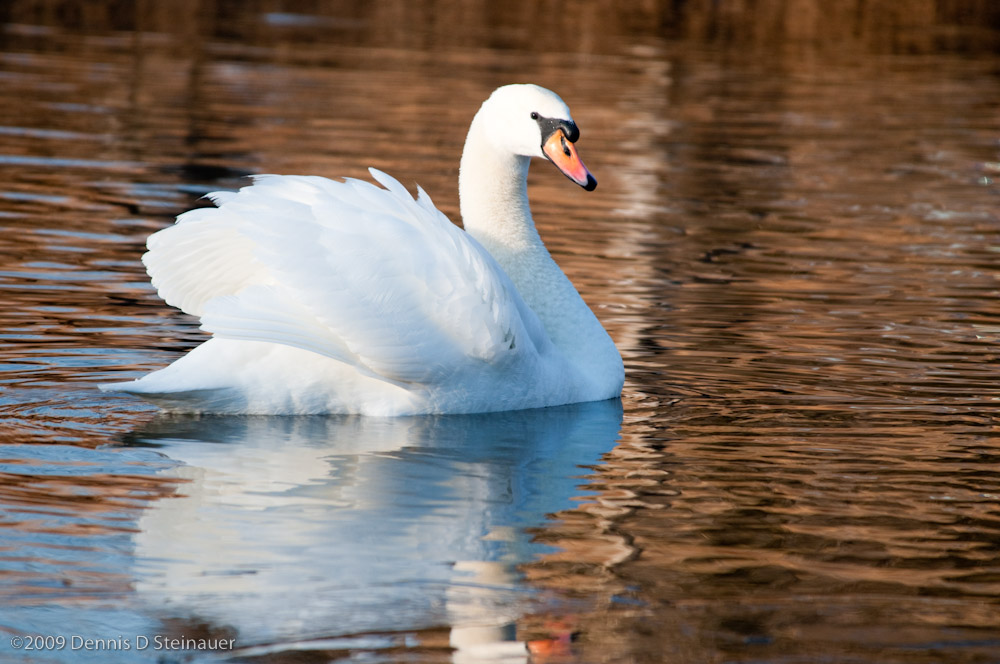 DS20090109_0076p.jpg