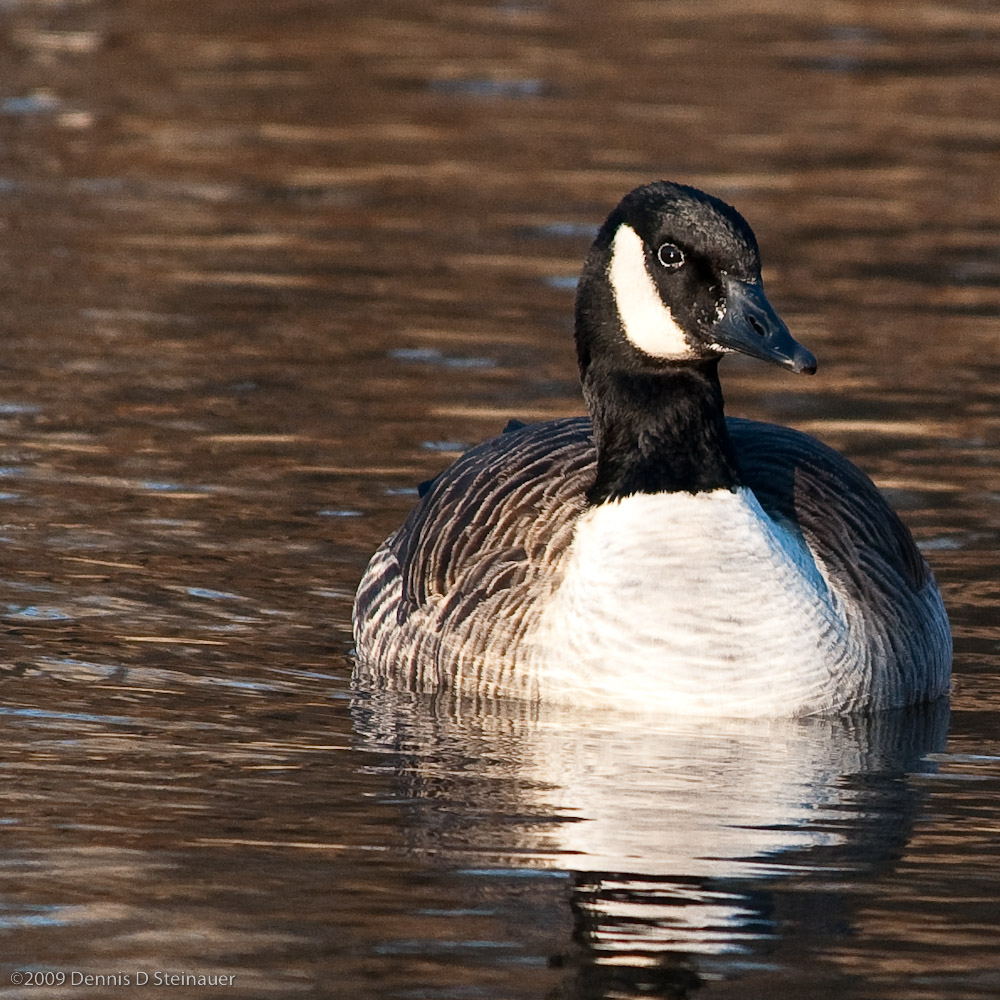 DS20090109_0154p.jpg