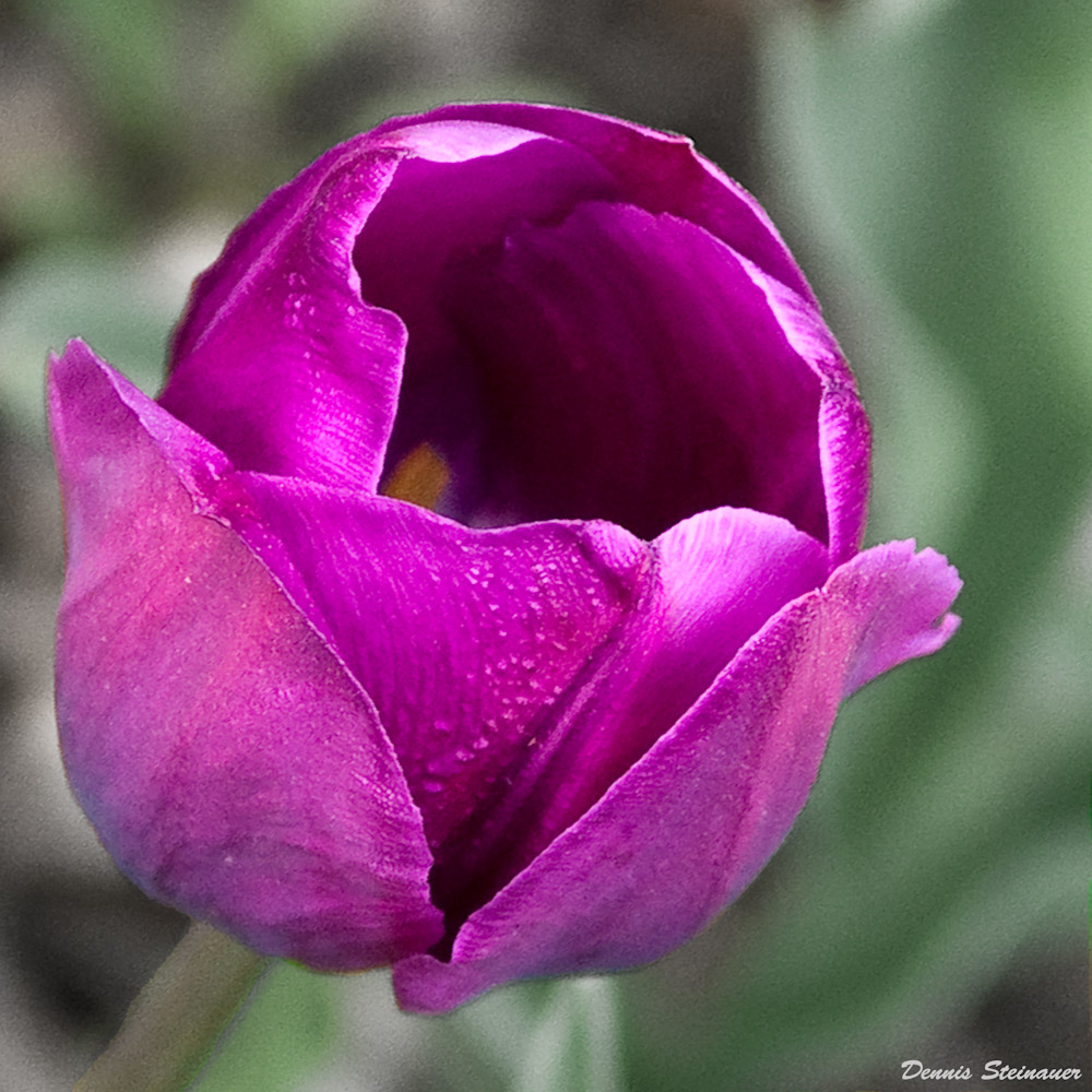 4/25/09 - Tulip<br><font size=3>DS20090425_0025ap.jpg</font>