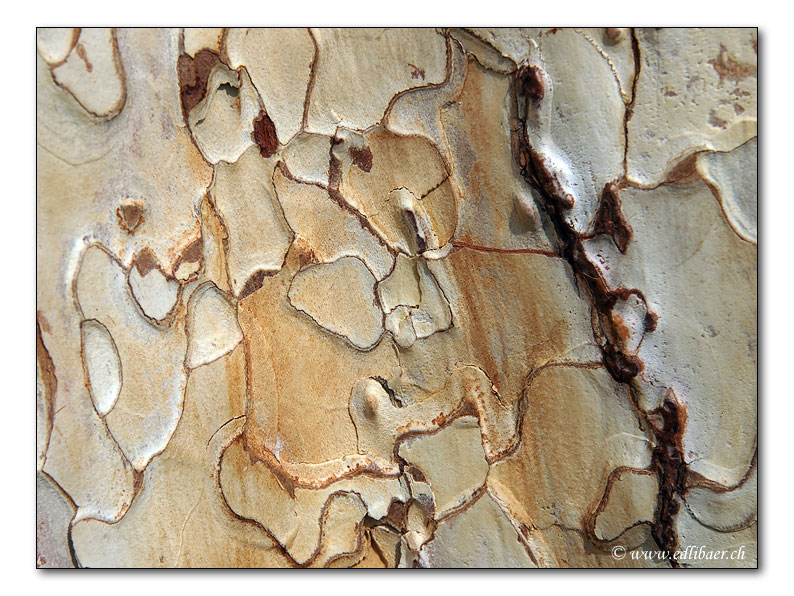 Baumrinde / tree bark (3727)