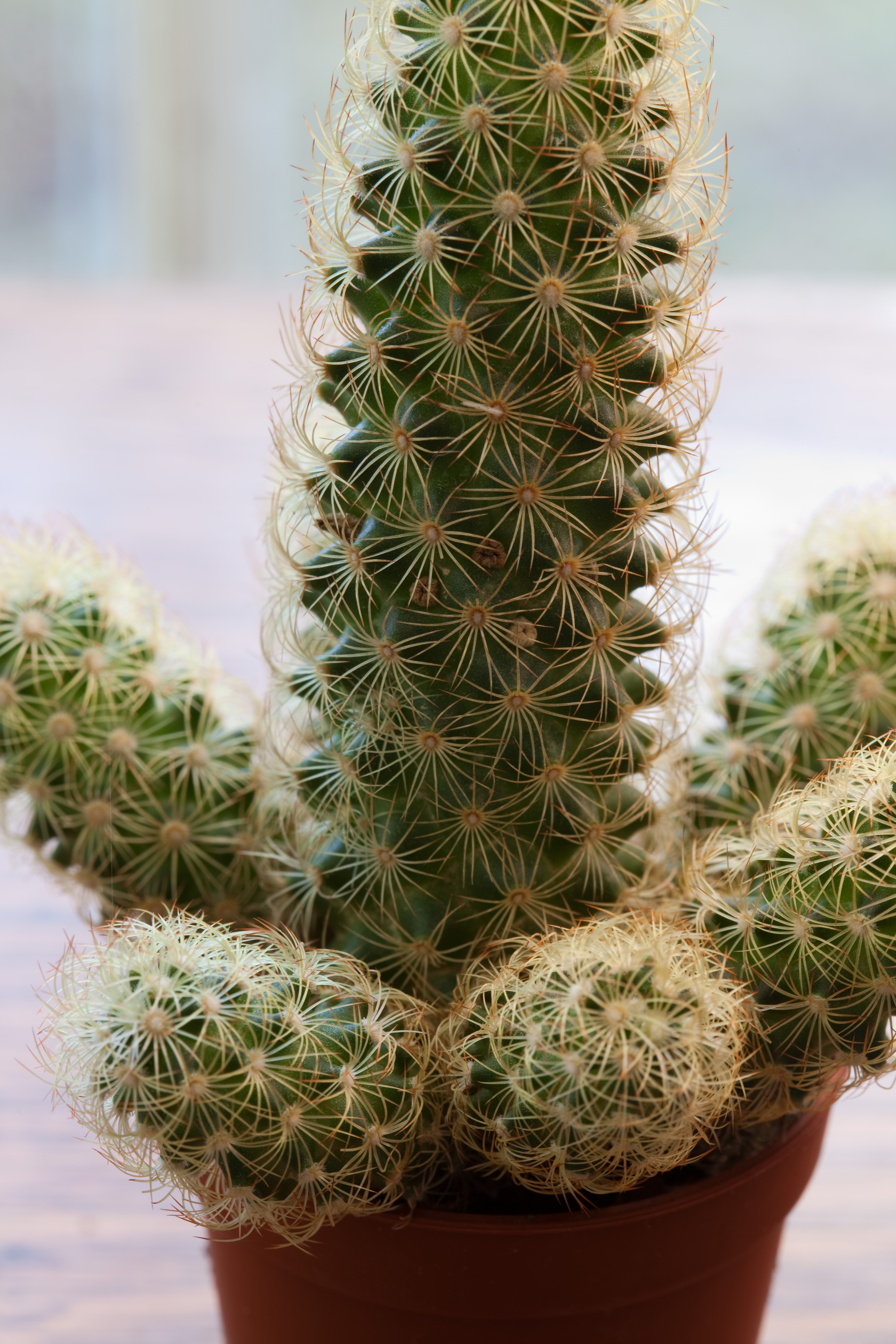 canon100mm-2secsf11iso100-ACR.jpg