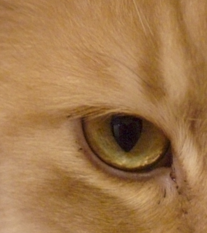 d71600-12megapixel.jpg