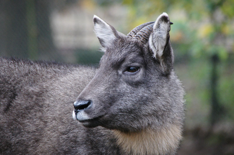 a700goral.jpg