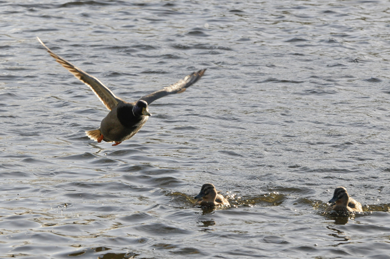 duck0.jpg