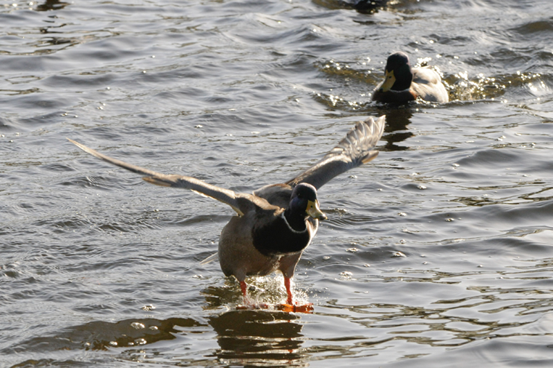 duck5.jpg