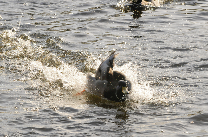 duck7.jpg