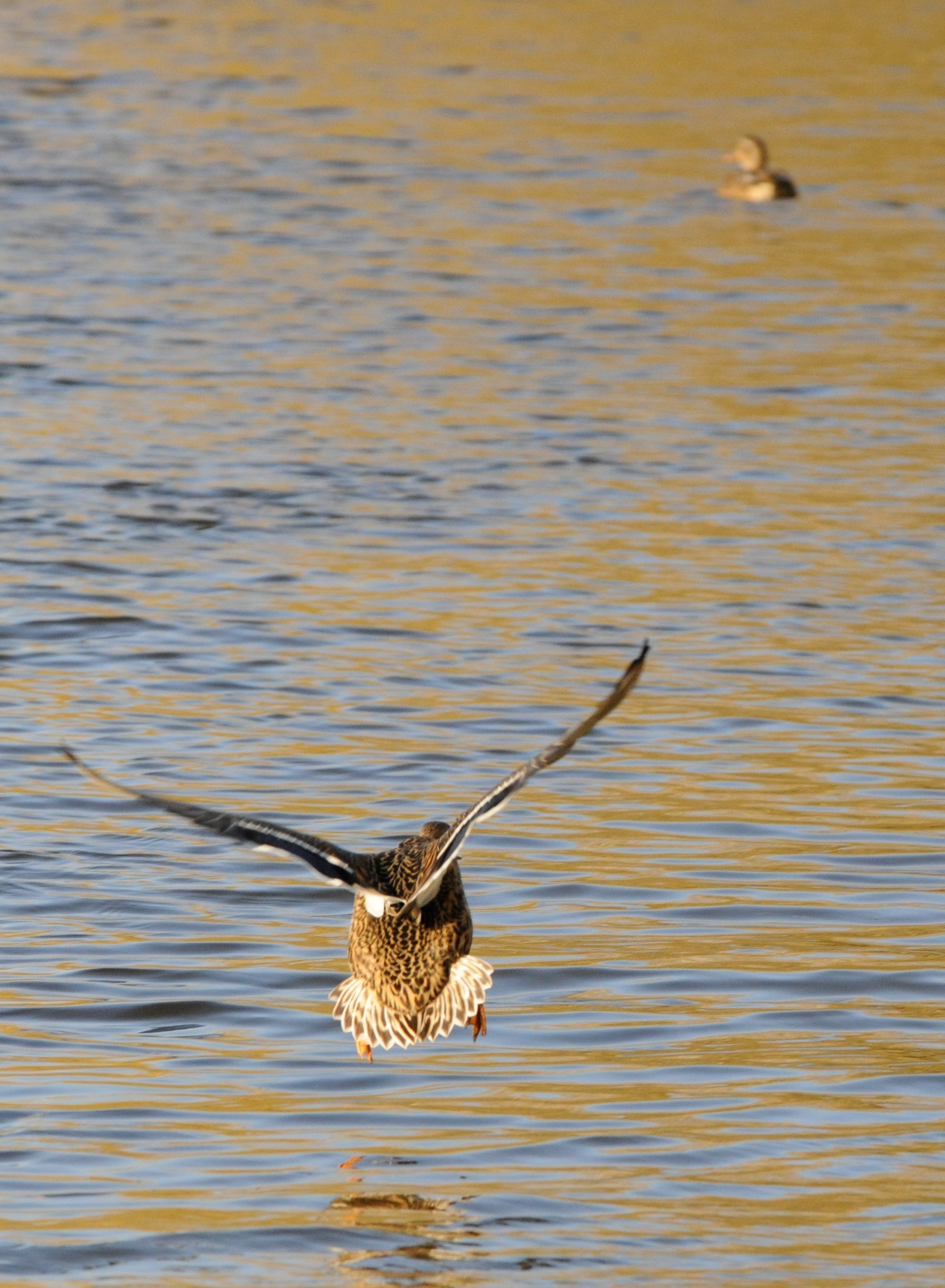duckcomingin.jpg