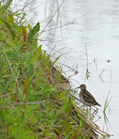 Least Sandpiper / Bcasseau minuscule