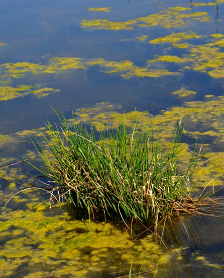 Bulrush /  Eleocharis palustris / Scirpe cespiteuse