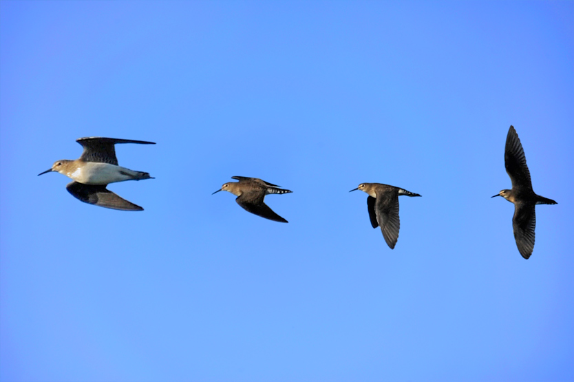 CHEVALIER SOLITAIRE / Tringa solitaria / Solitary Sandpiper