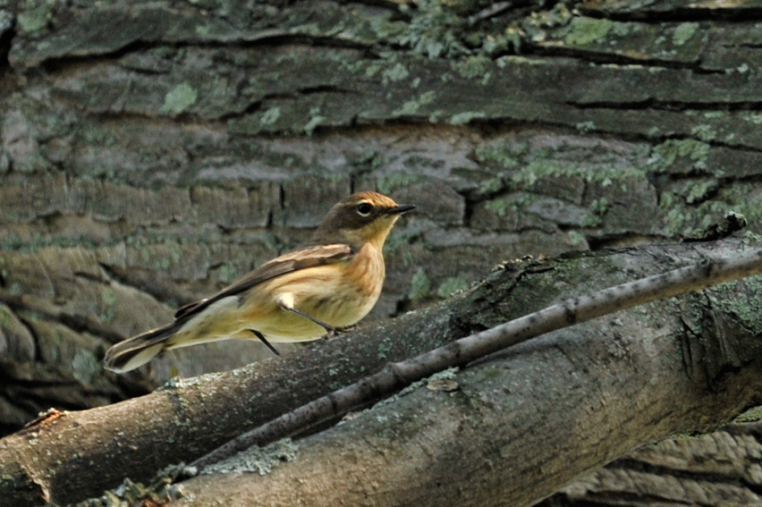 Paruline  couronne rousse / Palm Warbler