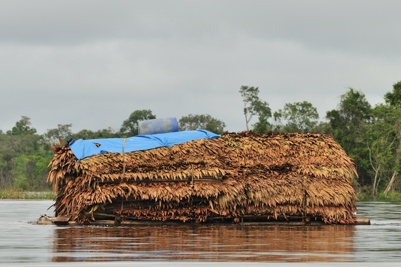 Irapay Palm thatching.JPG