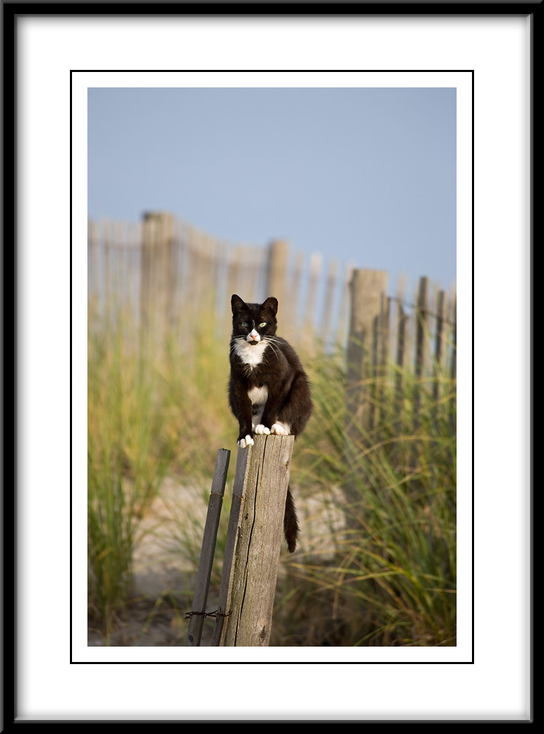 Feral Cat near Boardwalk