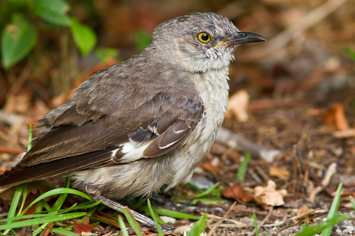 Baby Northern Mockingbird